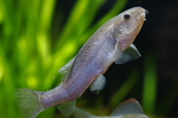 黑体云南鳅是什么鱼?