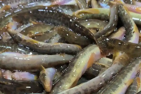 大斑云南鳅是什么鱼？