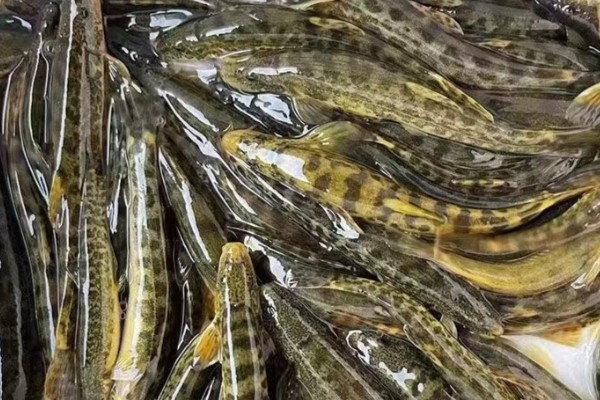 大斑云南鳅是什么鱼？