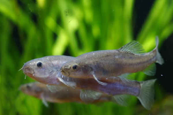 黑体云南鳅是什么鱼?