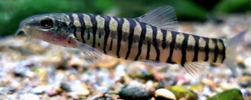 南盘江云南鳅是什么鱼?