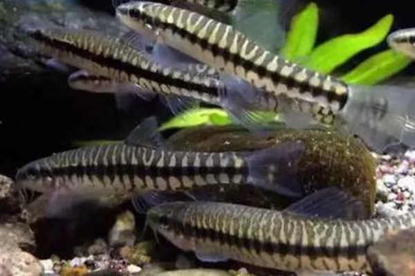 南盘江云南鳅是什么鱼？