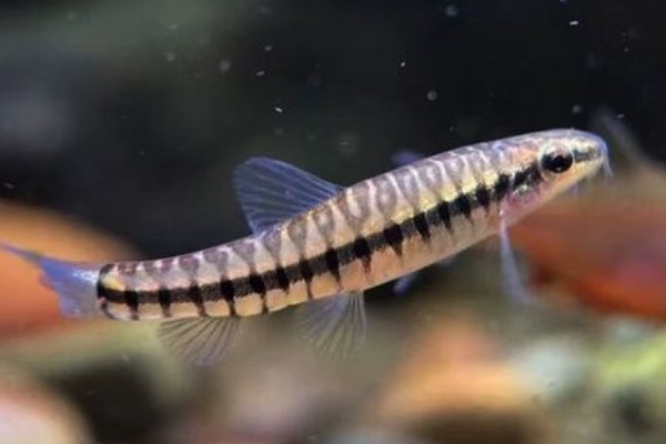 南盘江云南鳅是什么鱼？