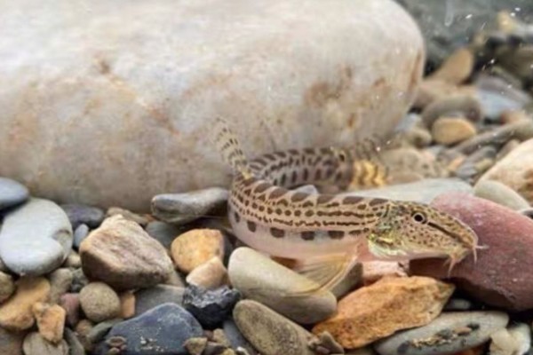 南盘江云南鳅是什么鱼？