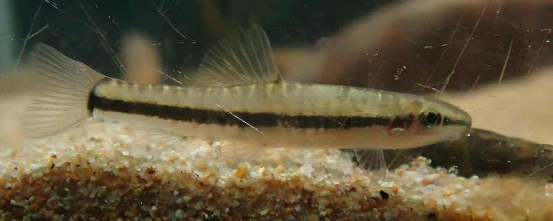 侧纹云南鳅是什么鱼？
