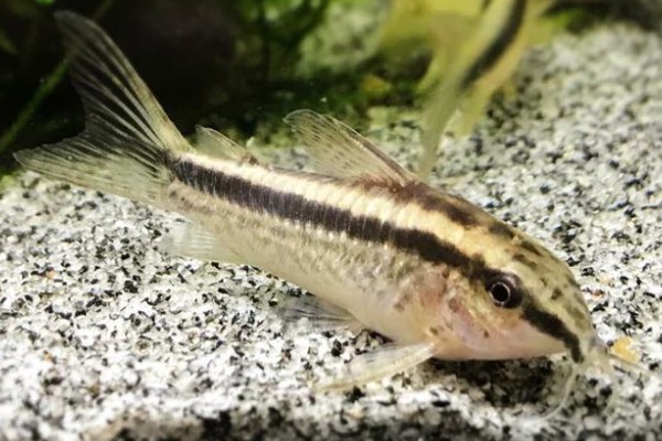 侧纹云南鳅是什么鱼？