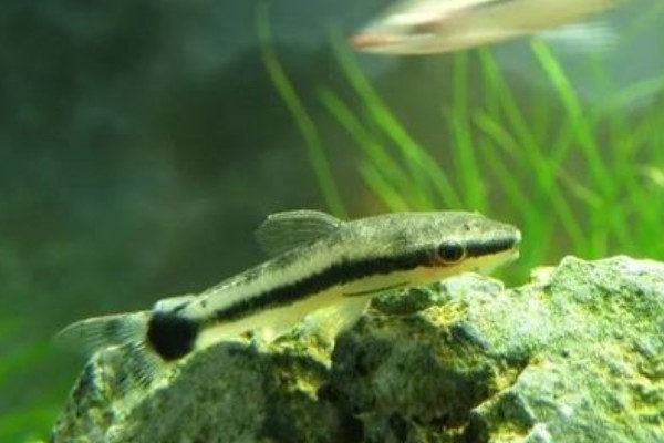 侧纹云南鳅是什么鱼？