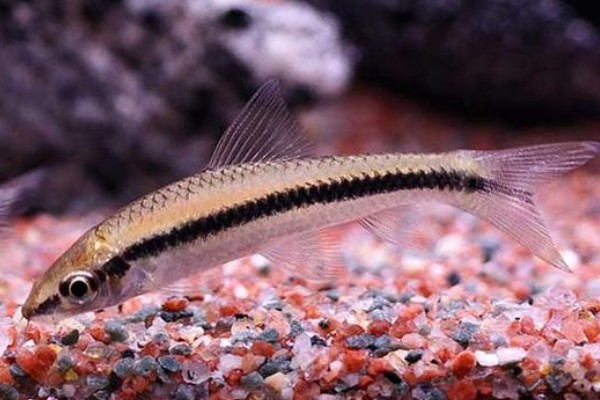 侧纹云南鳅是什么鱼？