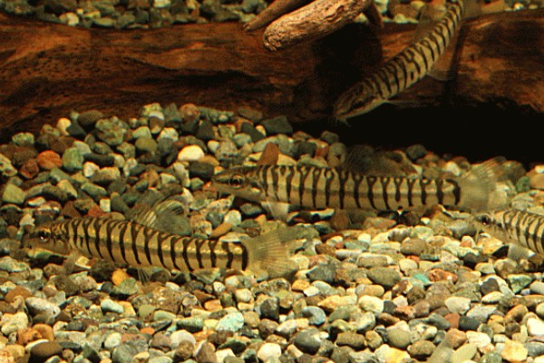 云南鳅是什么鱼？