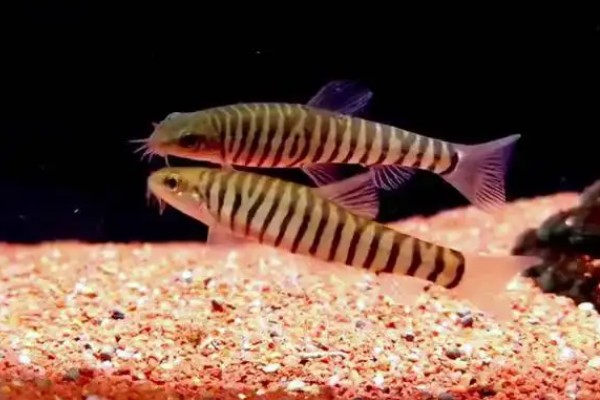 云南鳅是什么鱼？