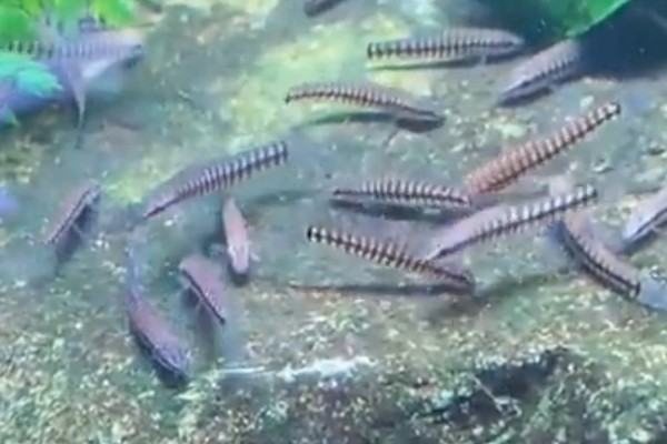 云南鳅是什么鱼？