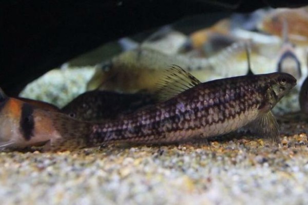 九尺云南鳅是什么鱼?