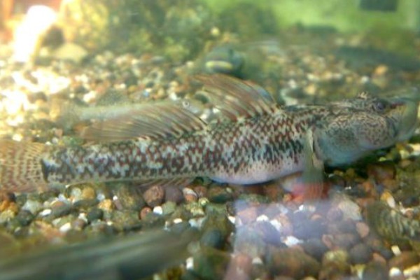 九尺云南鳅是什么鱼?