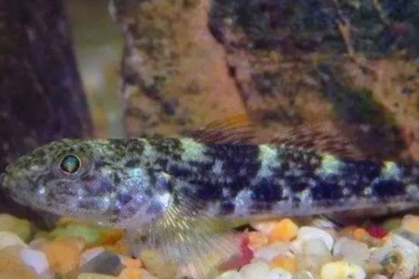 九尺云南鳅是什么鱼?