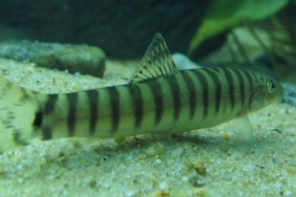 阳宗海云南鳅是什么鱼？