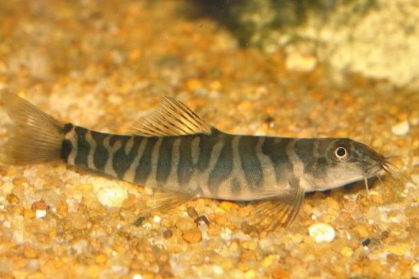 阳宗海云南鳅是什么鱼？