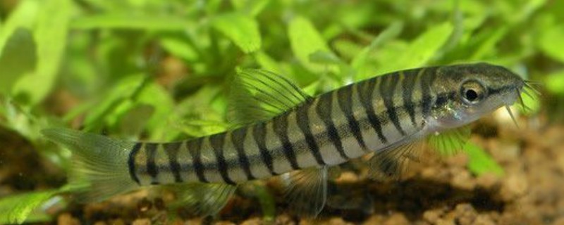 阳宗海云南鳅是什么鱼?