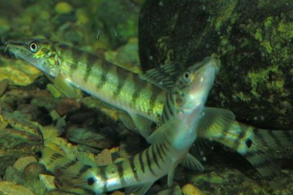 阳宗海云南鳅是什么鱼？