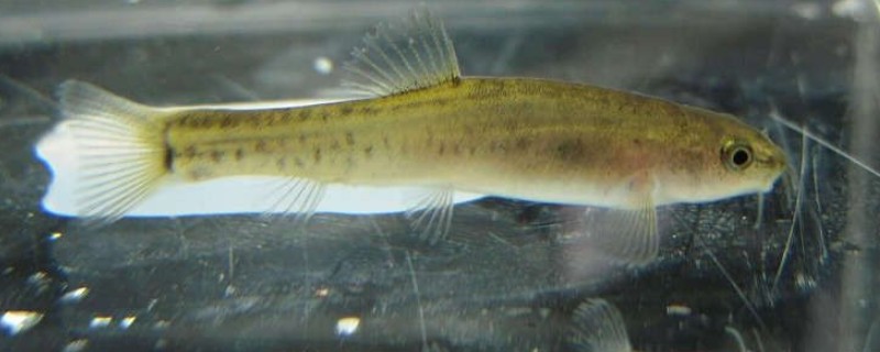 长须云南鳅是什么鱼？