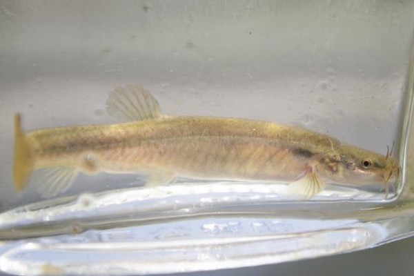 长须云南鳅是什么鱼？