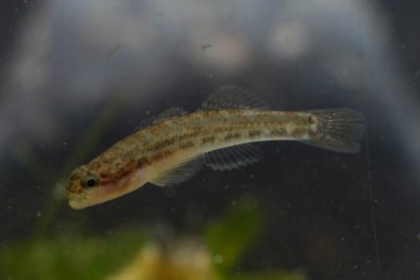 长须云南鳅是什么鱼？