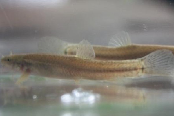 长须云南鳅是什么鱼？