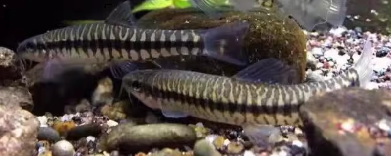 丽纹云南鳅是什么鱼?