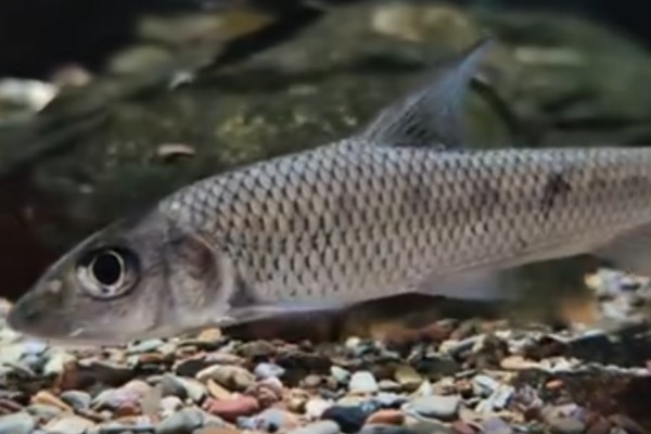 间䱻是什么鱼？