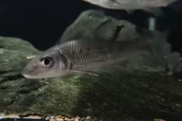 间䱻是什么鱼？