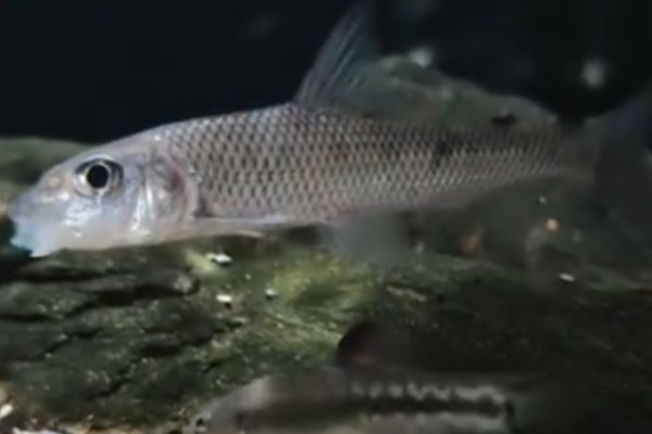 间䱻是什么鱼？