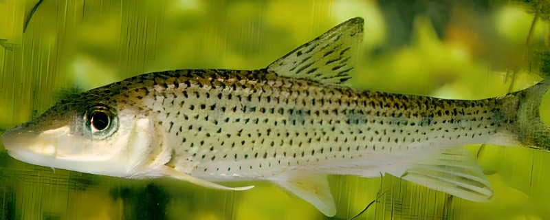 长吻䱻是什么鱼？