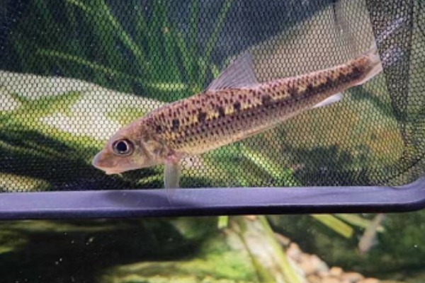 长吻䱻是什么鱼？