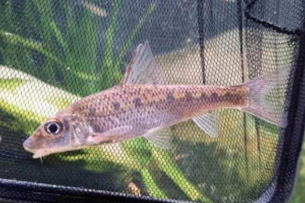 长吻䱻是什么鱼？