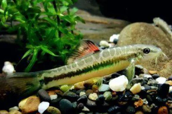 丽纹云南鳅是什么鱼?