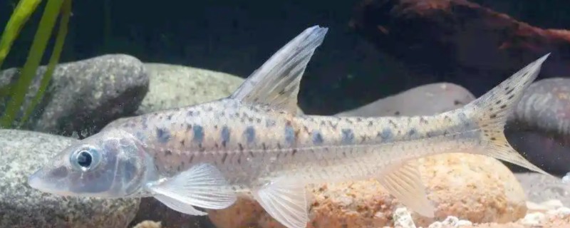 钱江䱻是什么鱼?