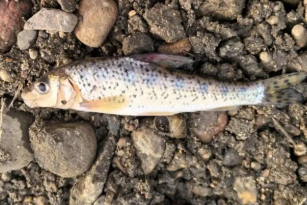 钱江䱻是什么鱼？