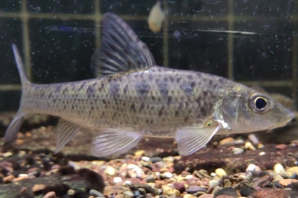 钱江䱻是什么鱼？