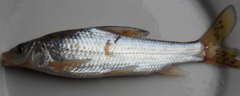 花棘䱻是什么鱼?