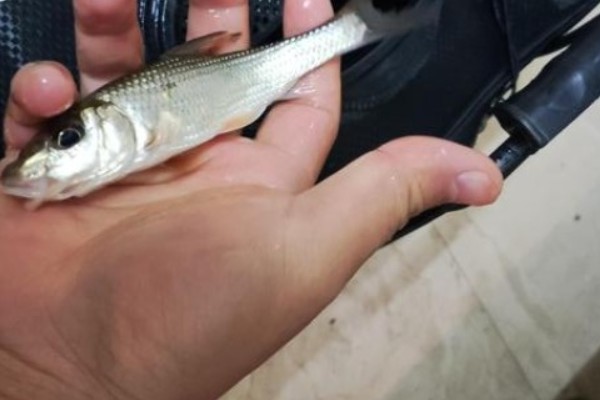 花棘䱻是什么鱼?