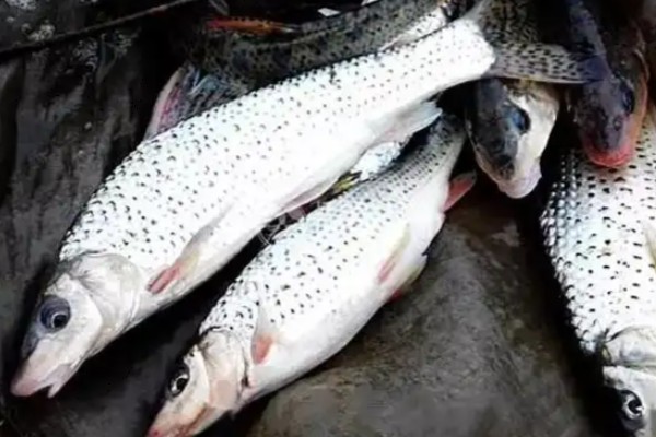 花棘䱻是什么鱼?