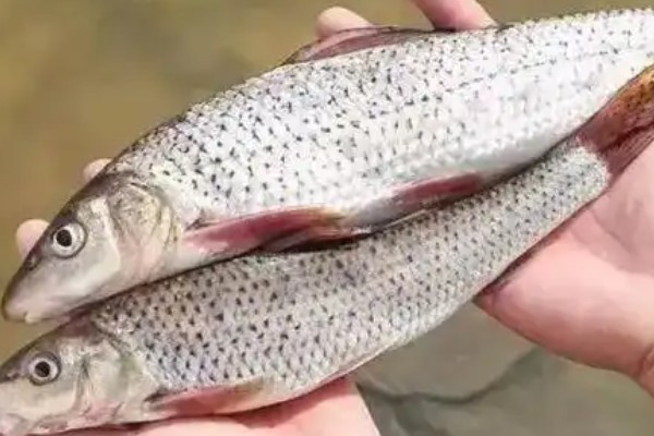 花棘䱻是什么鱼?