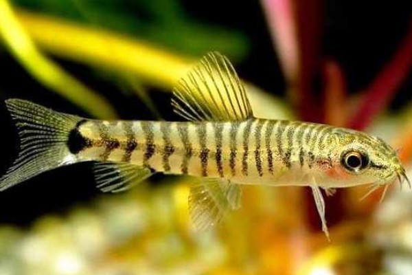 丽纹云南鳅是什么鱼?