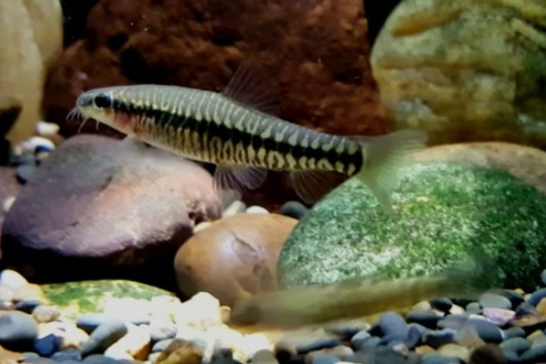 丽纹云南鳅是什么鱼?