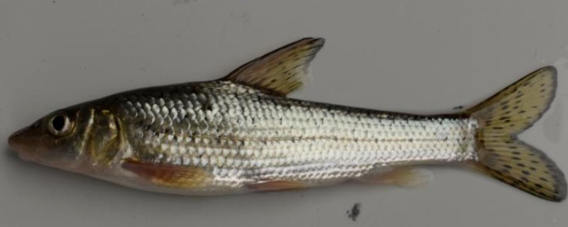 花䱻是什么鱼？