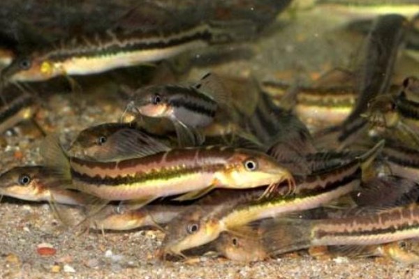 三角云南鳅是什么鱼?