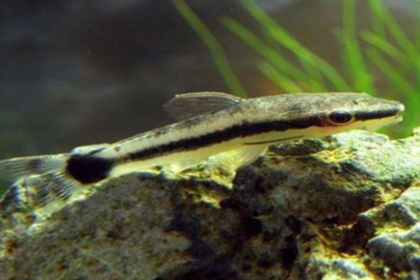 三角云南鳅是什么鱼?