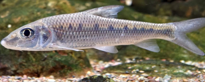 间䱻是什么鱼？