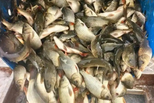 短鳍䱻是什么鱼？