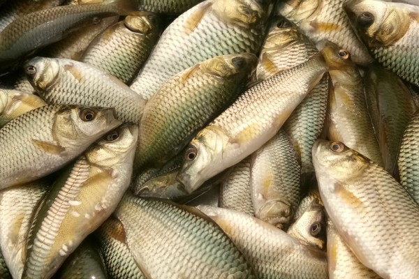 短鳍䱻是什么鱼？