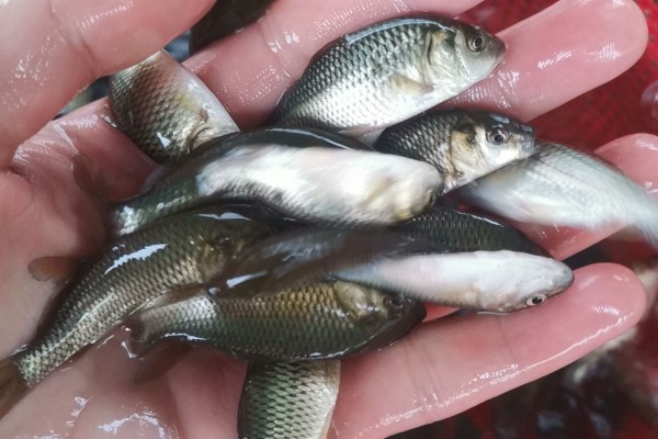 短鳍䱻是什么鱼？